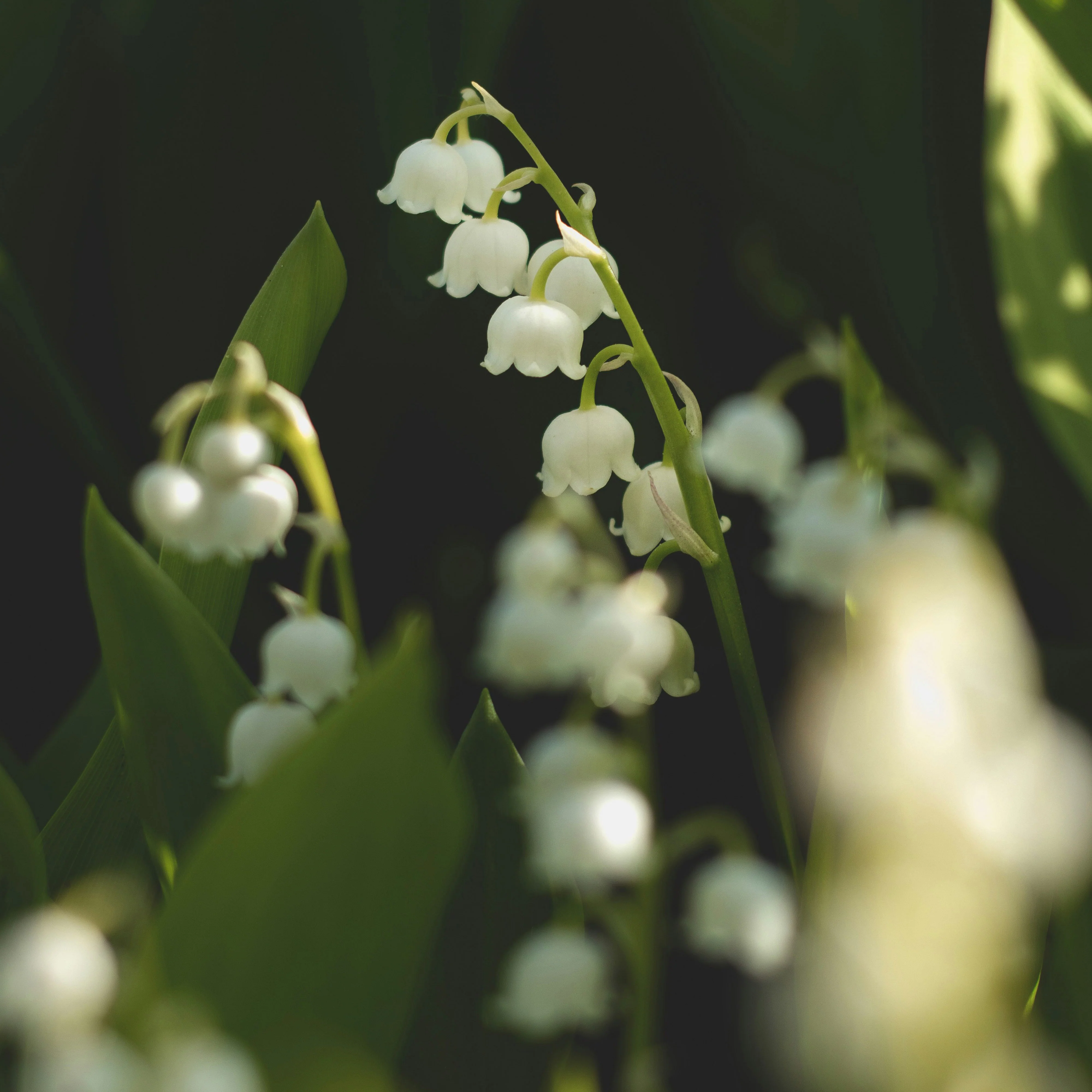 Lily - Eau de Toilette - Image 3