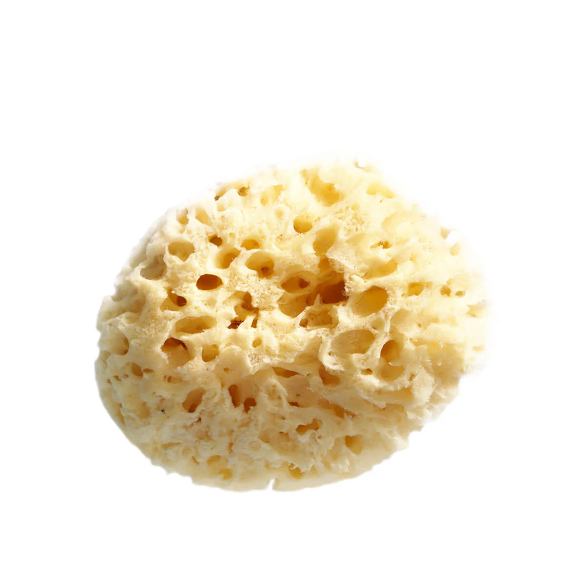 Natural Sea Sponge