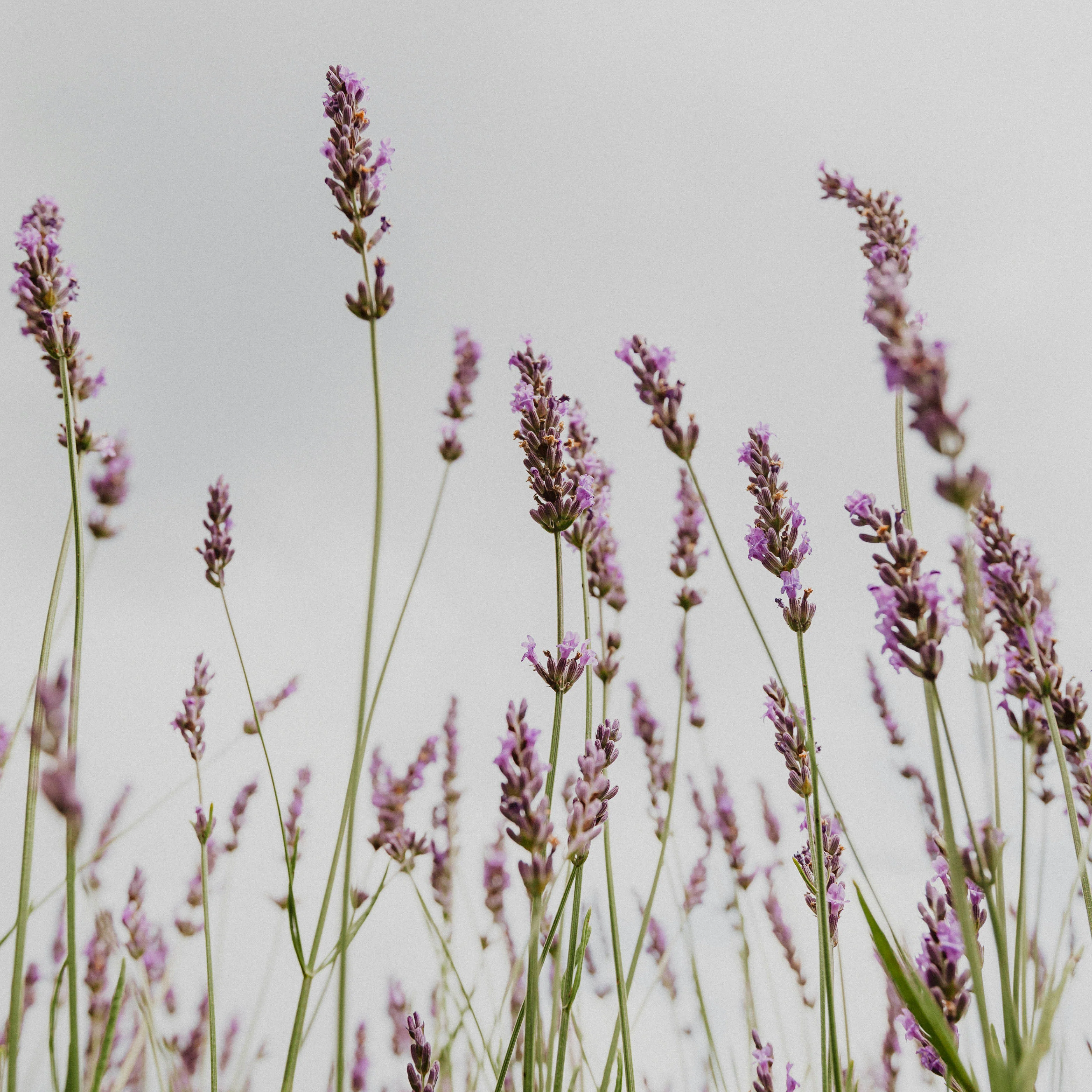 Purple Mémoire - Eau de Parfum - Image 3