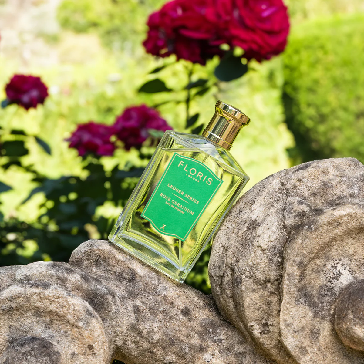 Rose Geranium - Image 3
